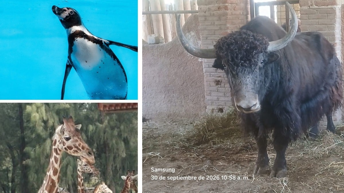 Primero lo negaron en el Zoológico de León, pero Profepa investiga la muerte de un yak