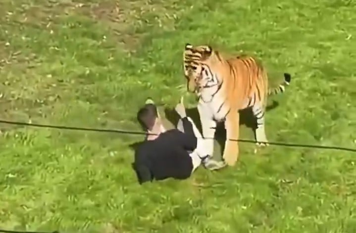 Tigre mata a un hombre