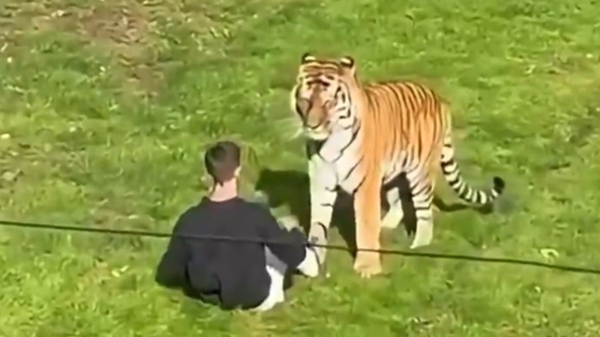 VIDEO Hombre ingresa a hábitat de los tigres en un zoológico y muere tras ser atacado