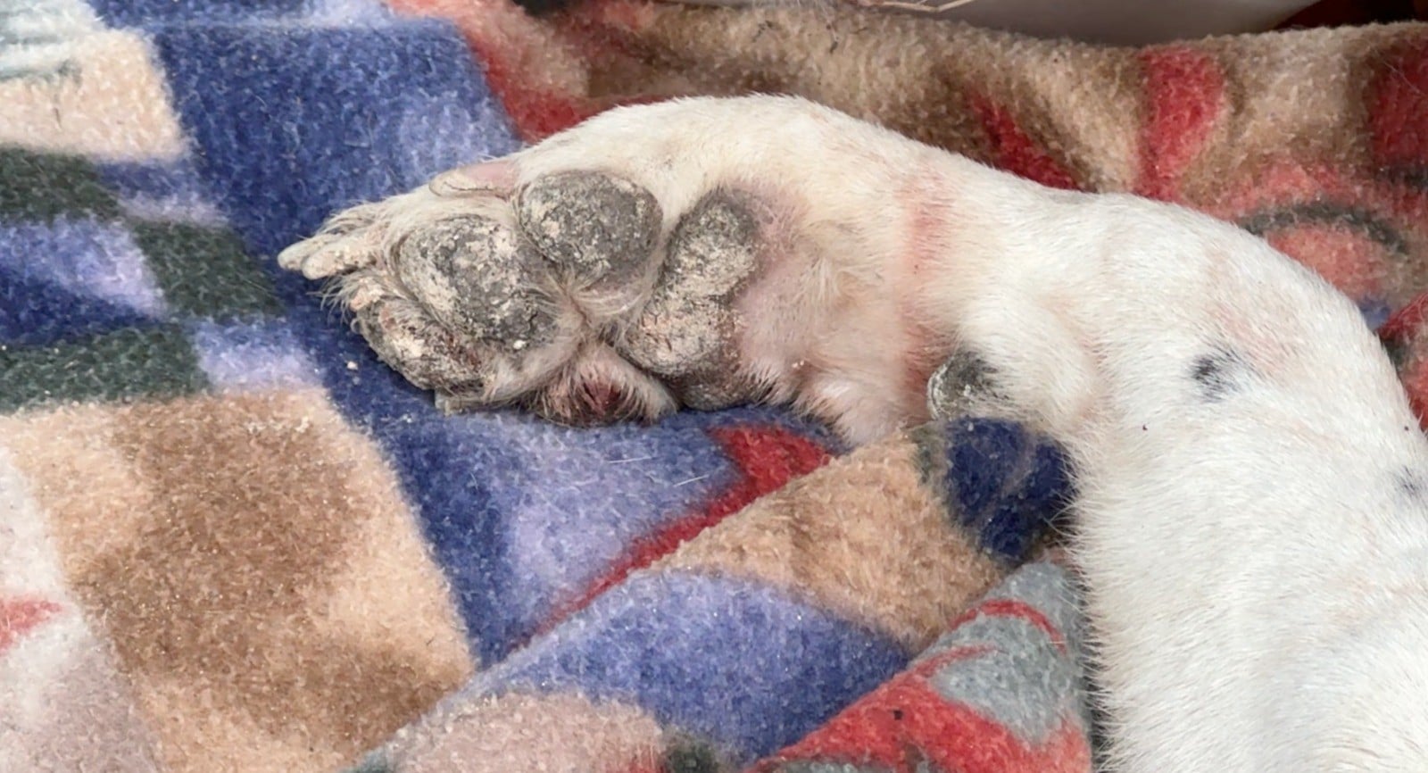 Rescatan a perrita Rescatan a perrita