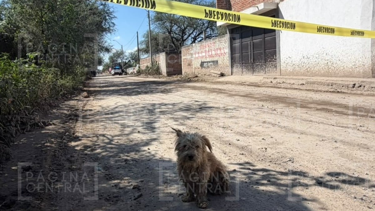 Perrito arrastraba una bolsa negra y una mujer gritó al ver que se trataba de un feto