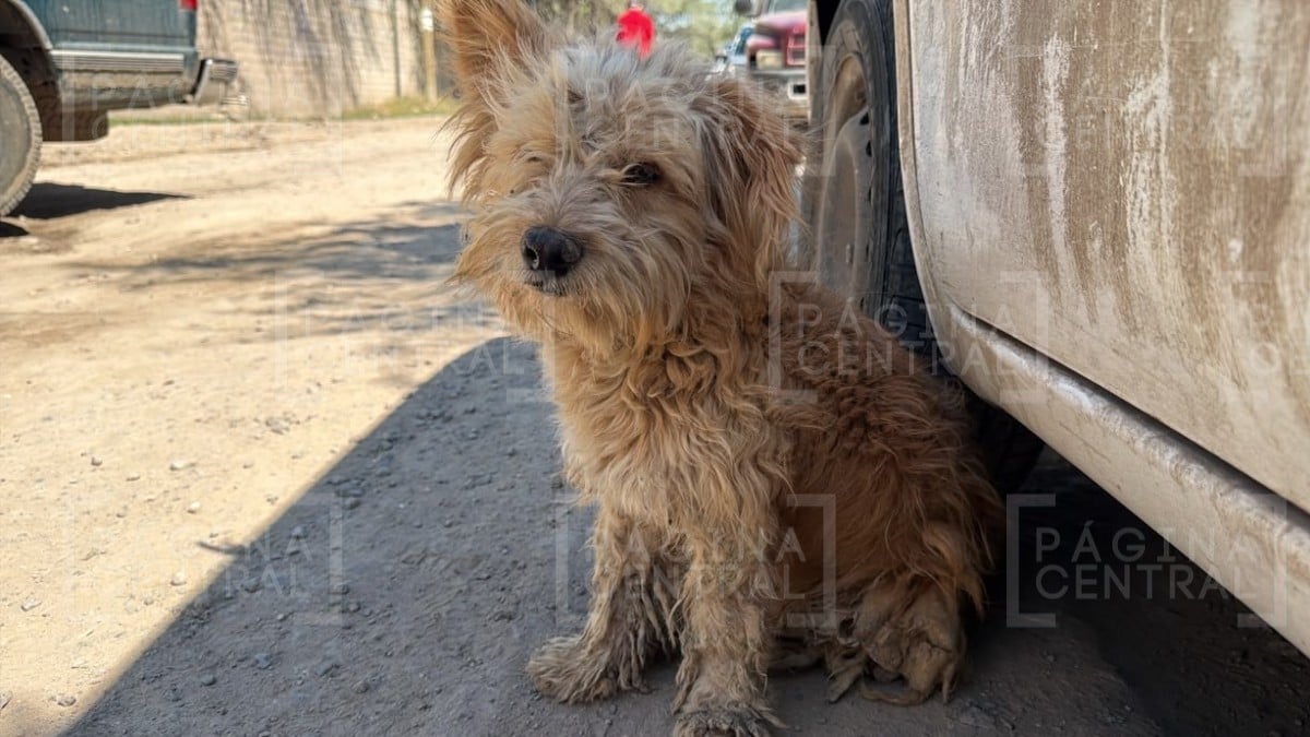 Feto humano en La Providencia