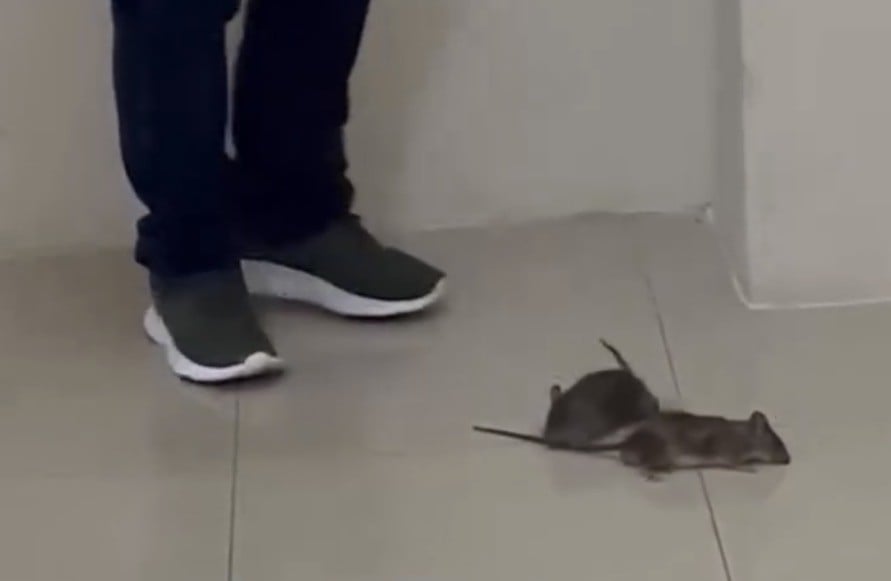¿Cómo en Dinamarca? Captan ratas en pasillos de Hospital del IMSS