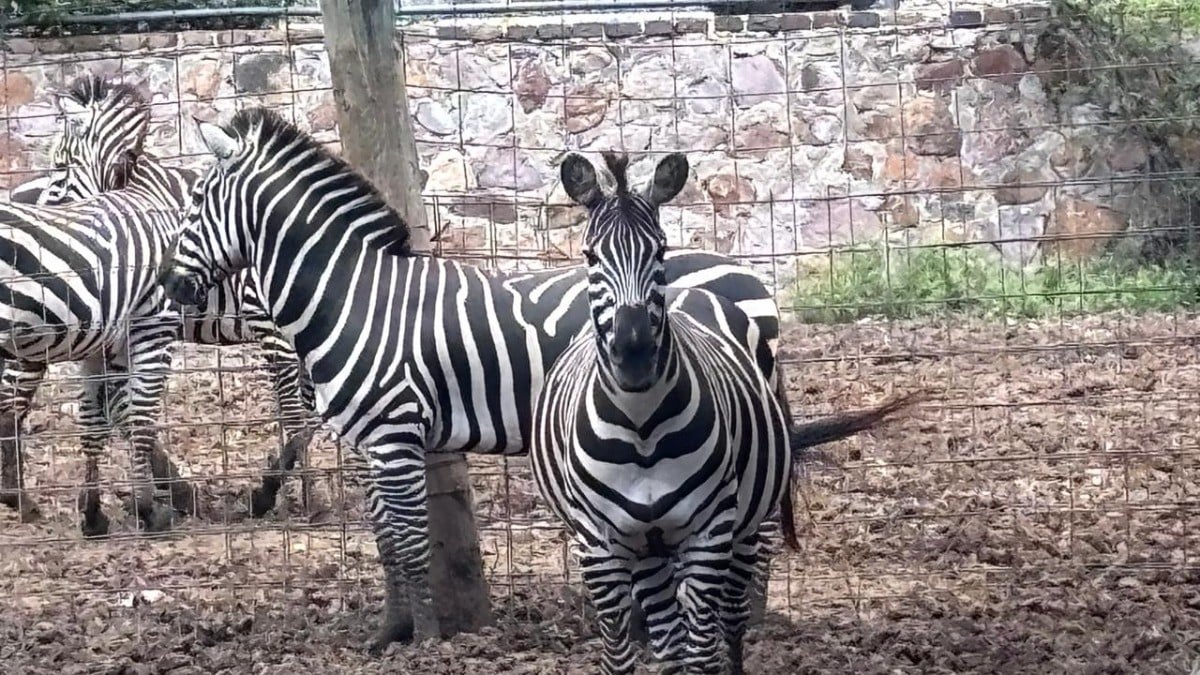 Muere cebra que era una de las 'abuelitas' del Zoológico de León; esto se sabe