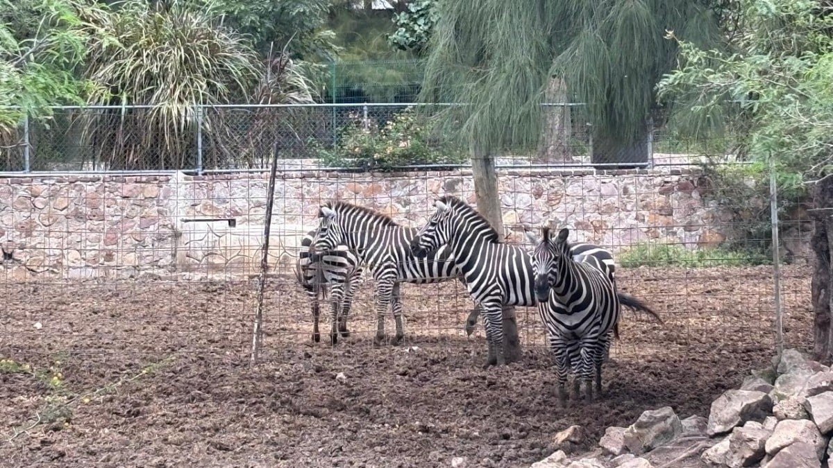 Muere cebra en Zoológico de León