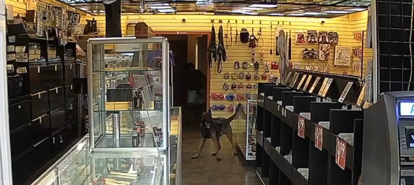 Hombre incendia a oficial canino