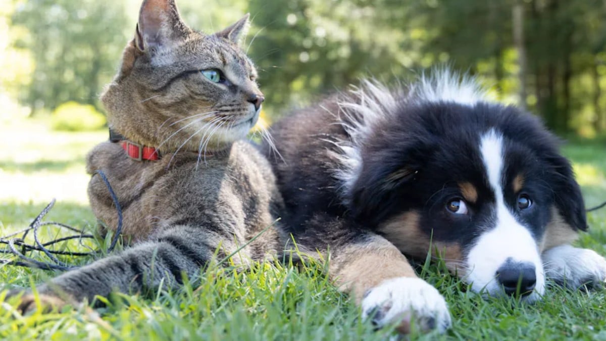 ¿Vas a adoptar a una mascota? ¡Cuidado! Esto es lo que cuesta mantenerlas
