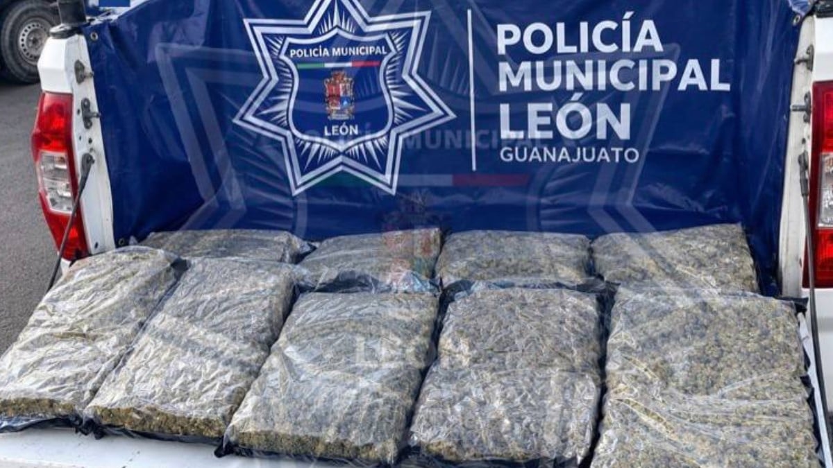 ¡La querían mandar como si nada por paquetería! Decomisan 16 kilos de marihuana en León