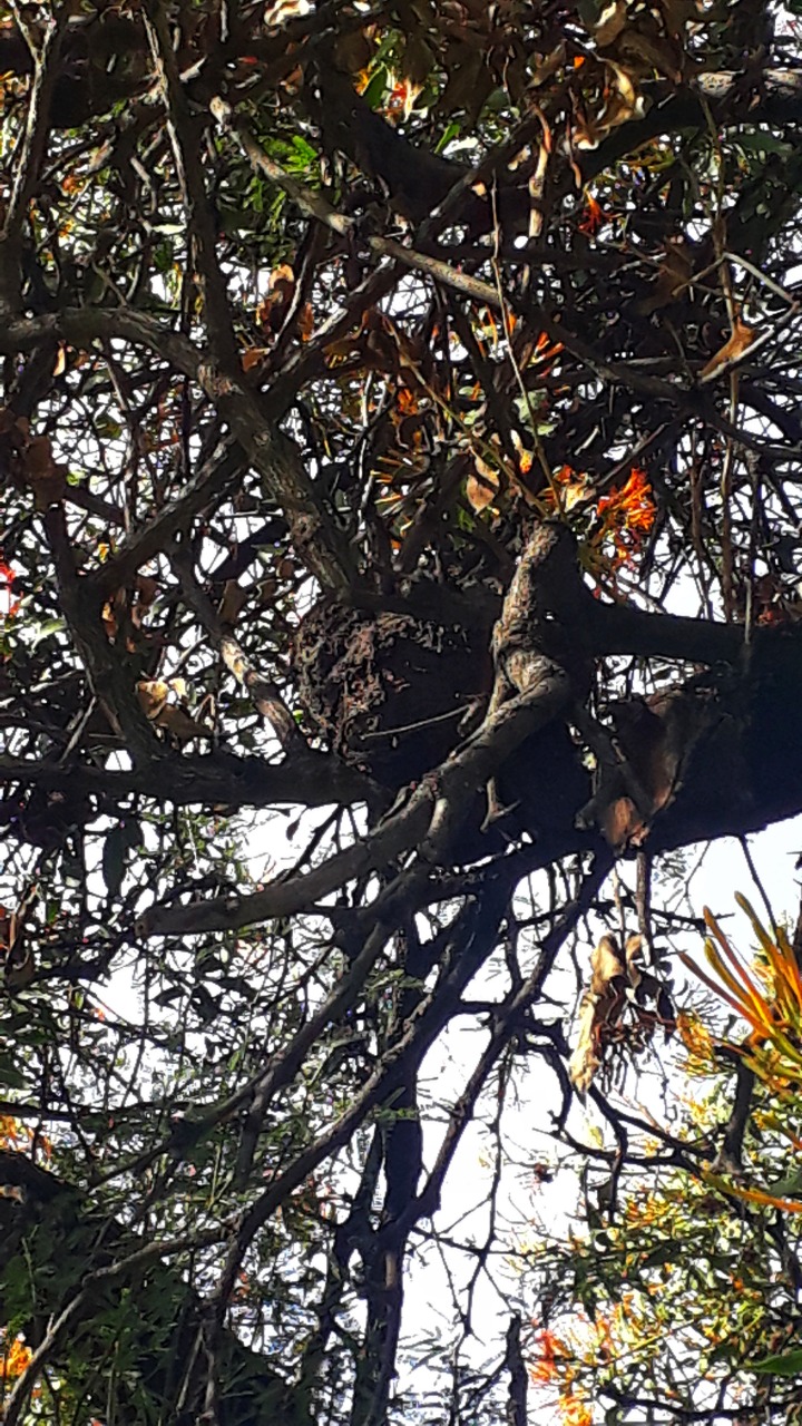 Invade muérdago a ocho de cada 10 árboles en León * Página Central