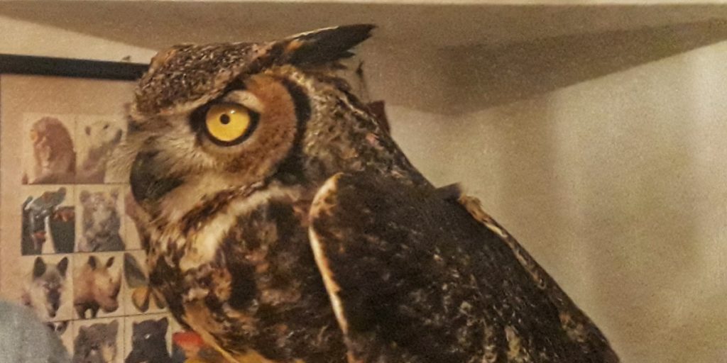 animales exóticos, búho