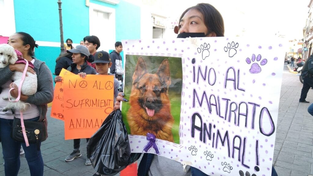 Maltrato animal, Cachorro, Coatzacoalcos