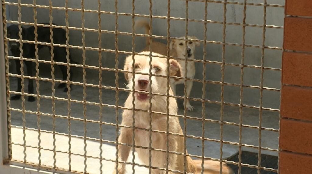 Algunas de las mascotas fueron entregados por sus dueños. Foto: Página Central