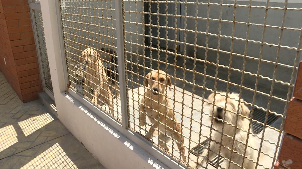 En León se sacrificaron casi 10 mil perros en 2022.