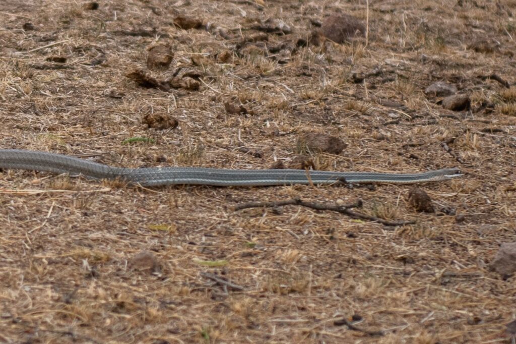 Diversos tipos de serpientes se han localizado en San Miguel de Allende.