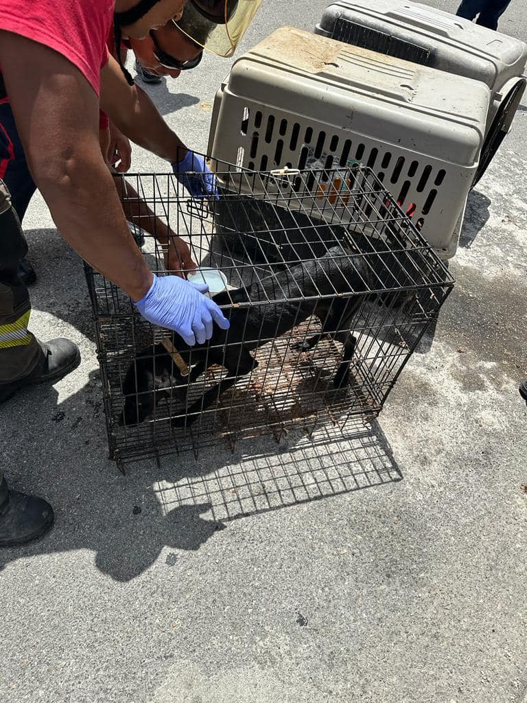 Perros rescatados de una casa en Cancún. Foto: Protección Civil Cancún