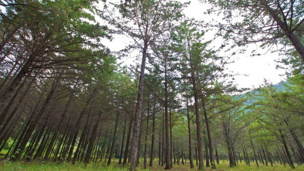 En las sierras guanajuatenses se esperan temperaturas de 0 a 5 °C. 