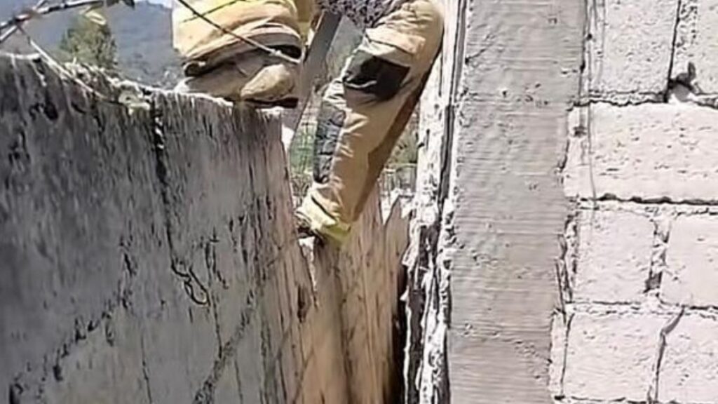 perrito husky atrapado