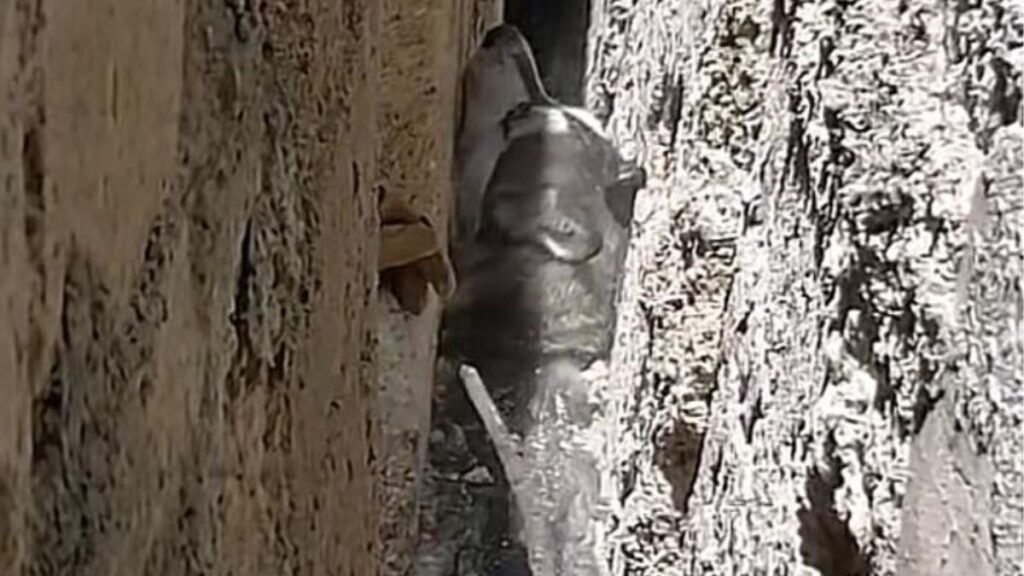 perrito husky atrapado