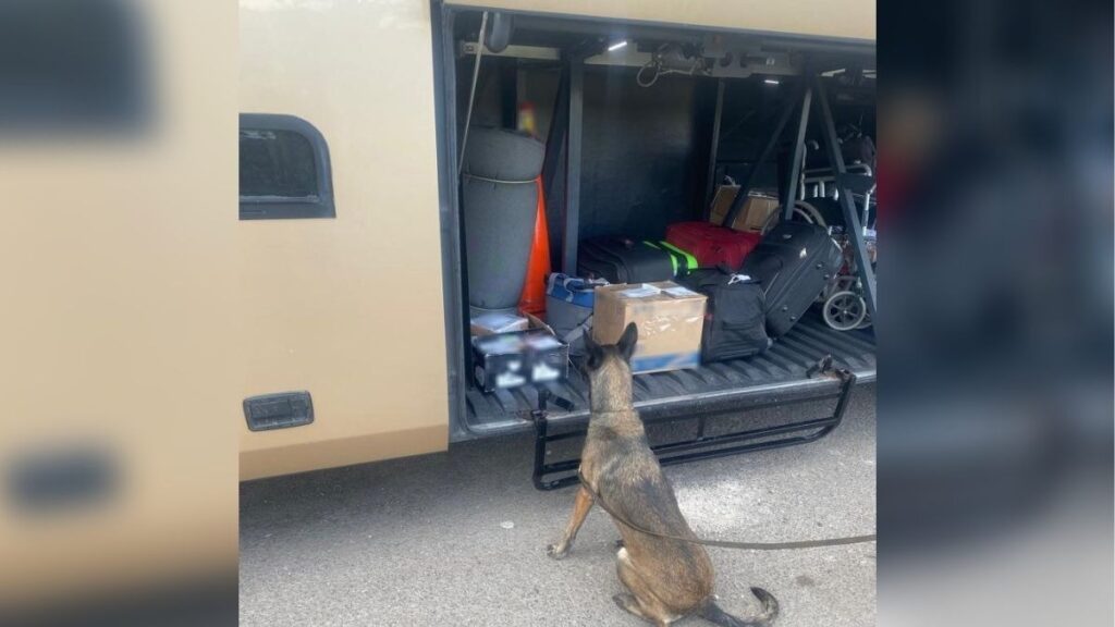 osito de peluche relleno de cocaína