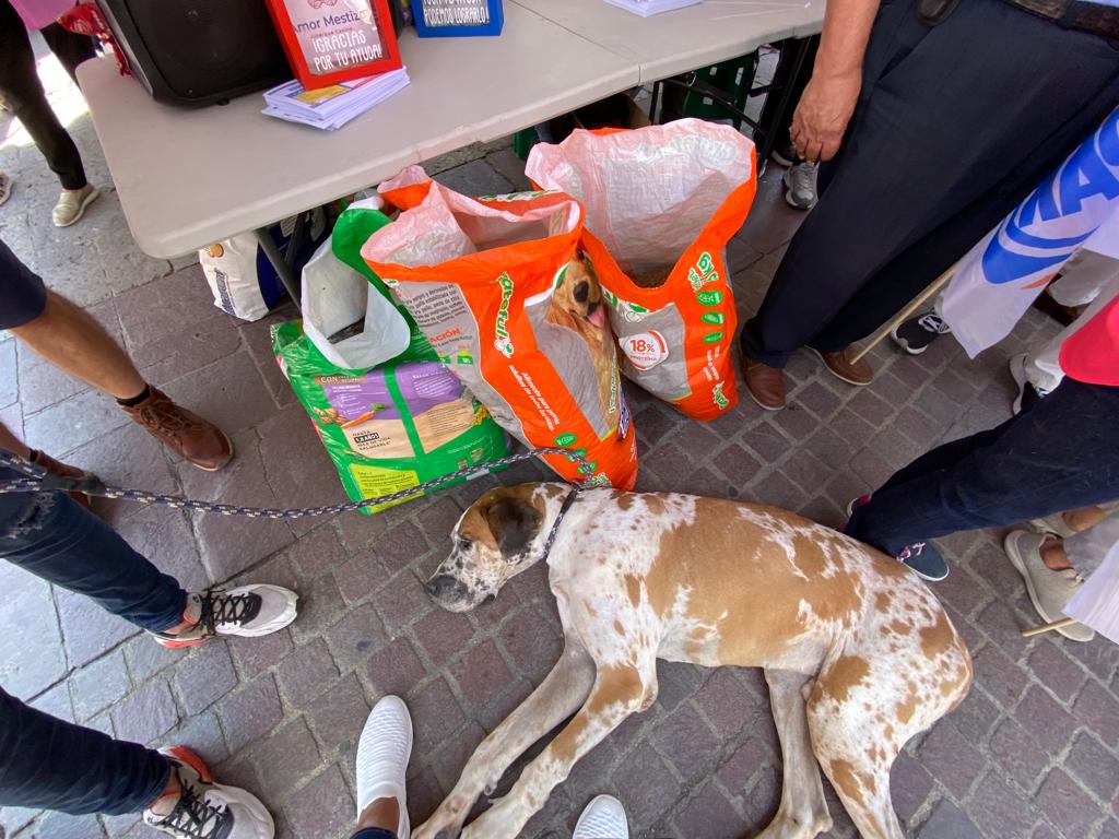 Realizan Croquetón 2023 en León y otras ciudades. Foto: Gaby Bárcenas/Página Central