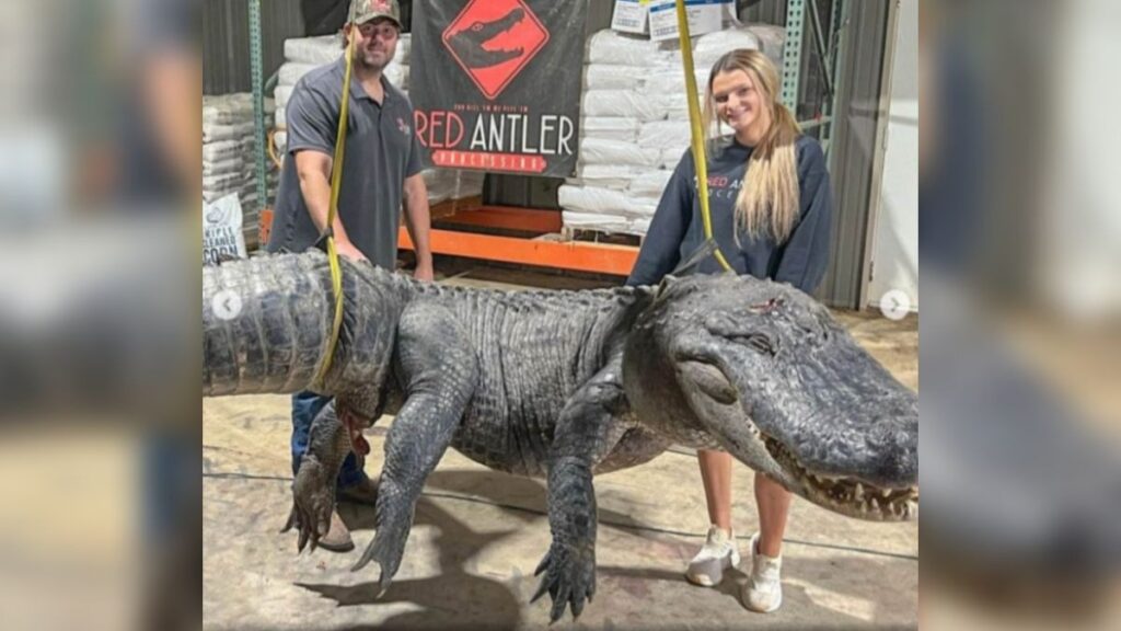 cocodrilo gigante en Misisipi