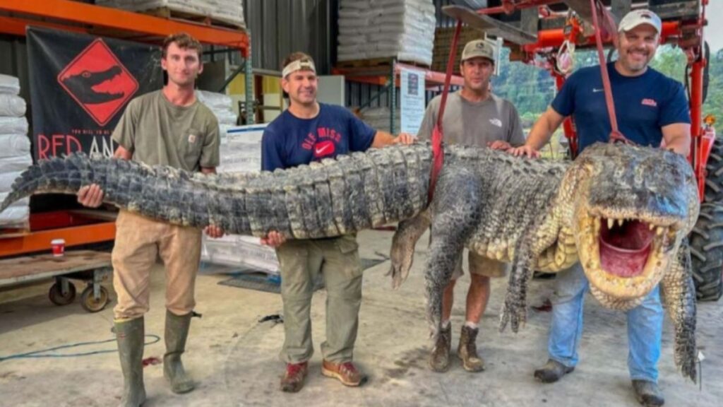 cocodrilo gigante en Misisipi