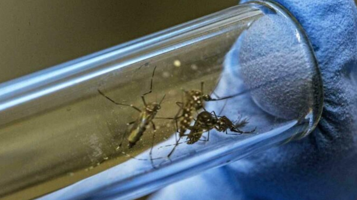 mosquitos de laboratorio modificados