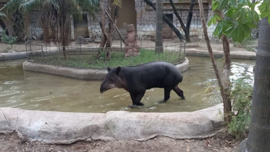 murió scooter el tapir actor de apocalypto