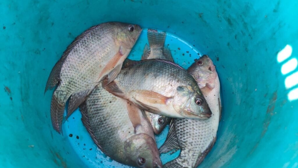 Sequía presa El Palote