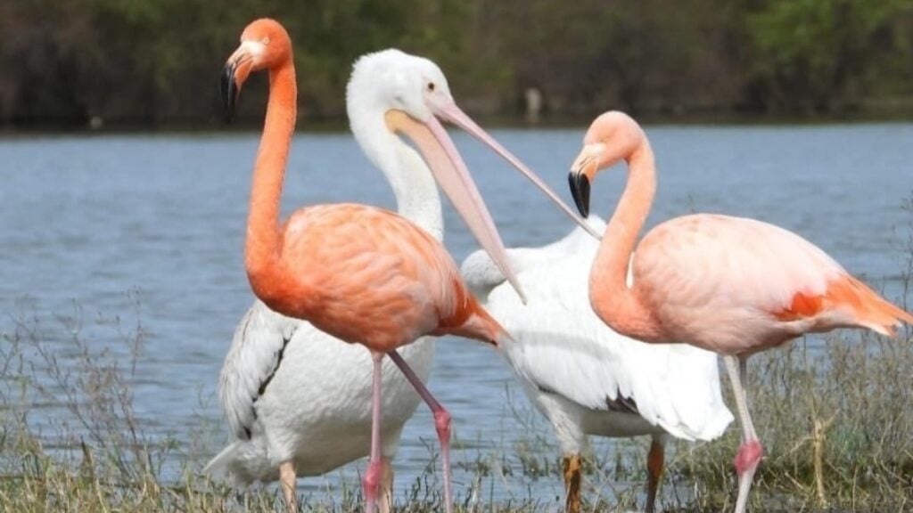 Sequía presa El Palote