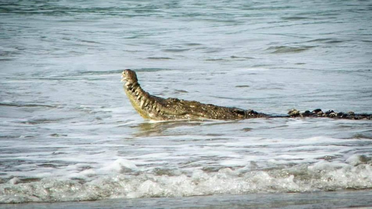 cocodrilo en Acapulco