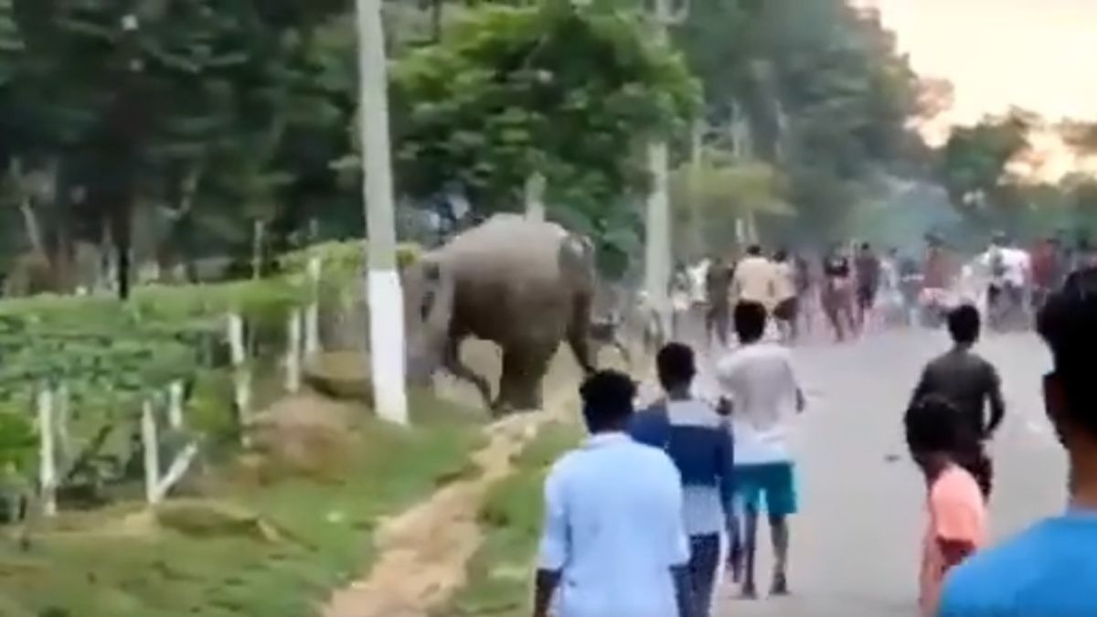 Elefante aplasta a hombre por molestarlo