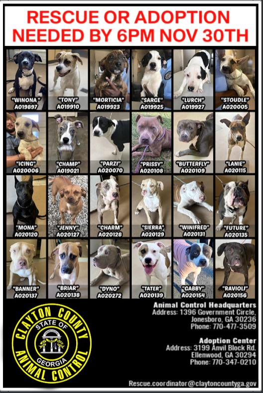 Perros Condado Clayton