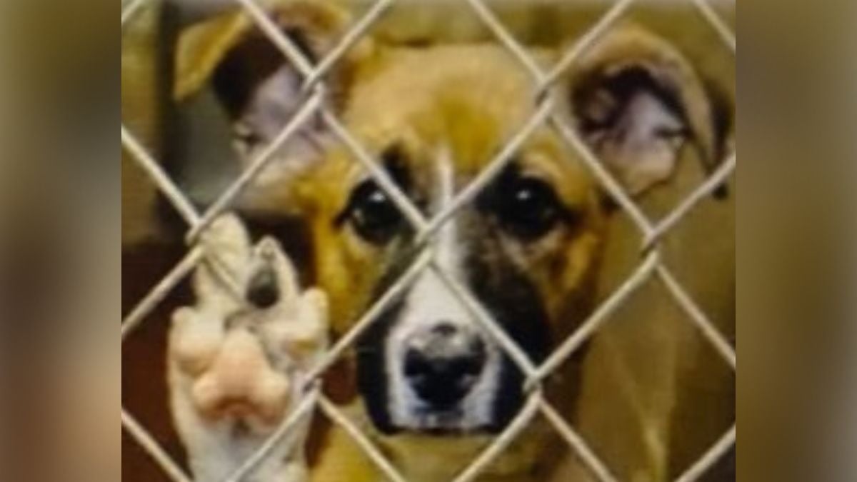 Multas por vender animales en lugares prohibidos en León