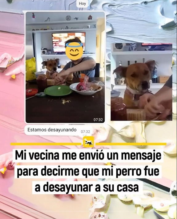 Perrito vecina desayuno