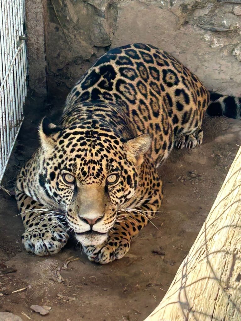 Jaguar