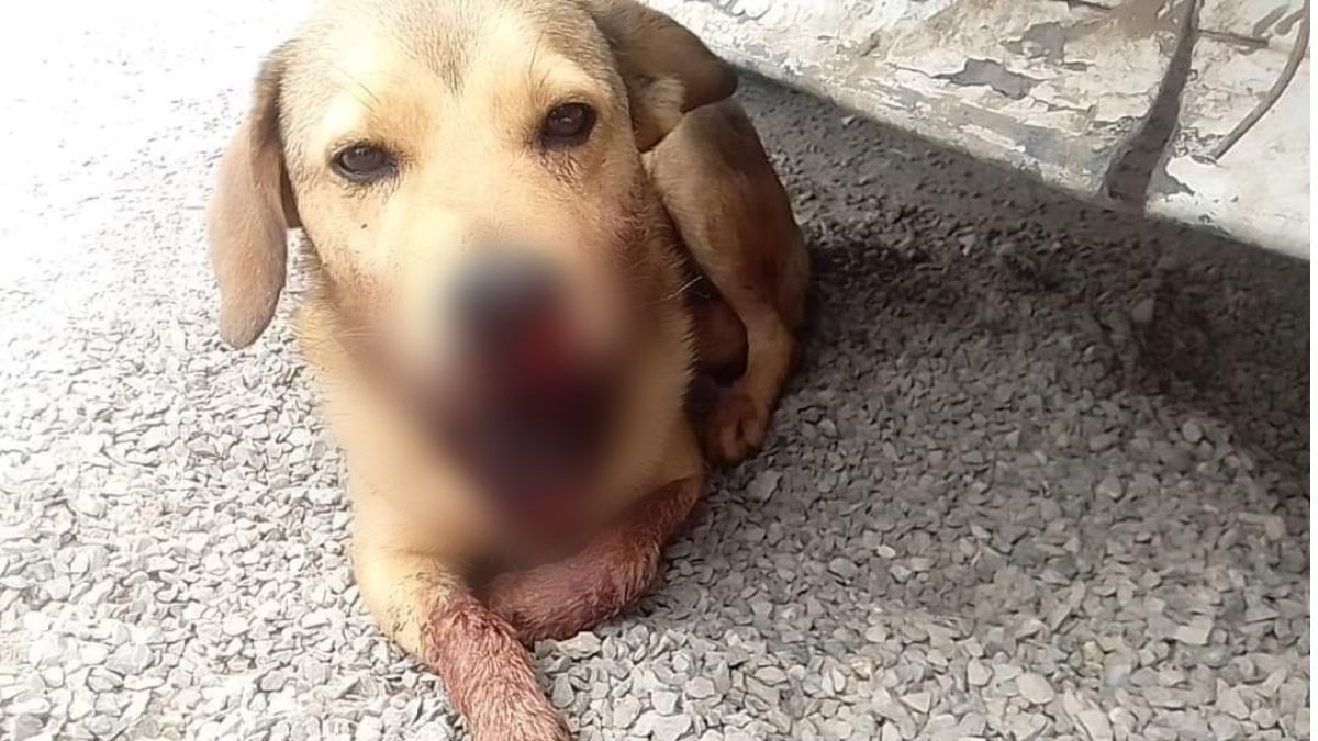 Explota cohete en el hocico de una perrita en León