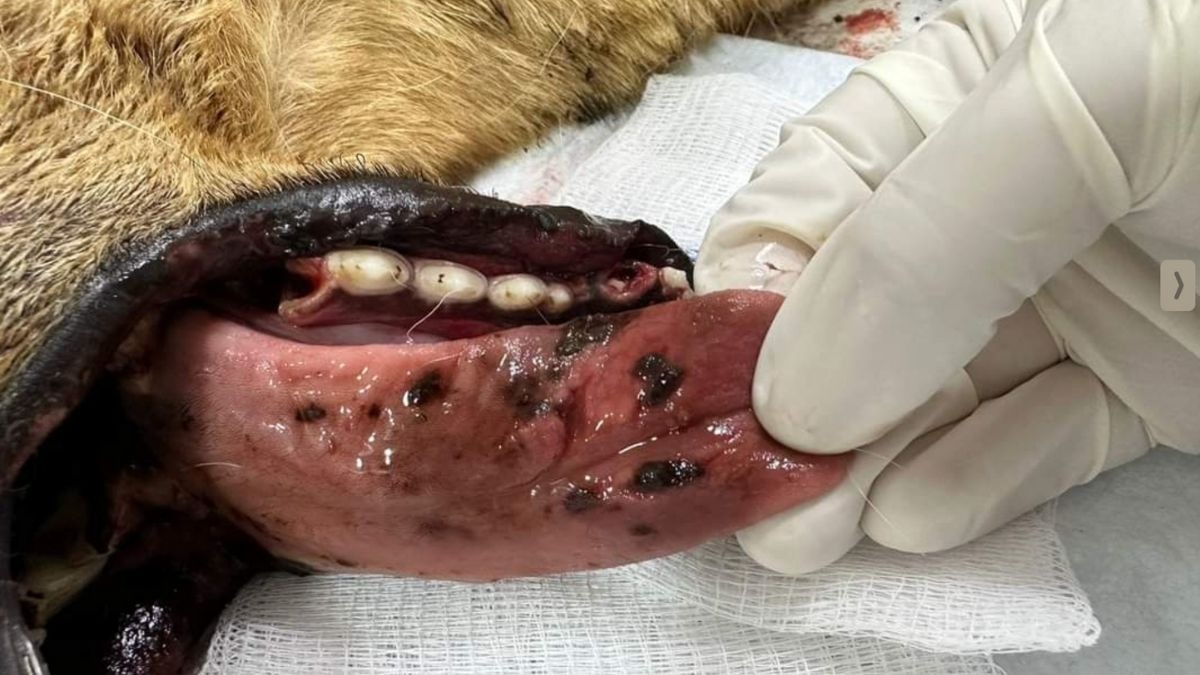 Explota cohete en el hocico de una perrita en León