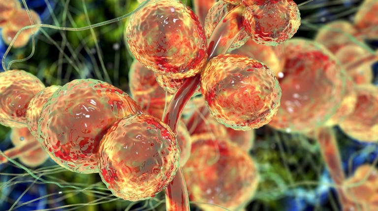 Hongo Candida Parapsilosis