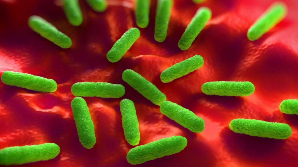 Melones mexicanos con salmonella