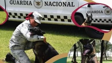Adopta un perro de la Guardia Nacional