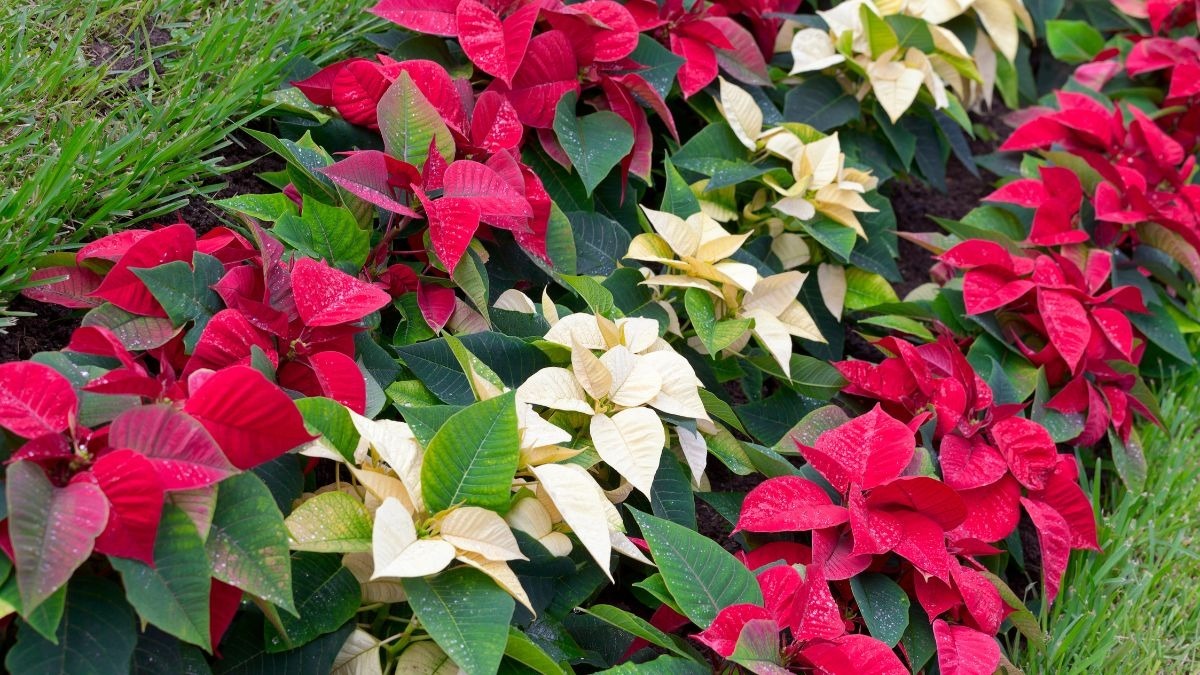 Cómo hacer que duren más tiempo las nochebuenas