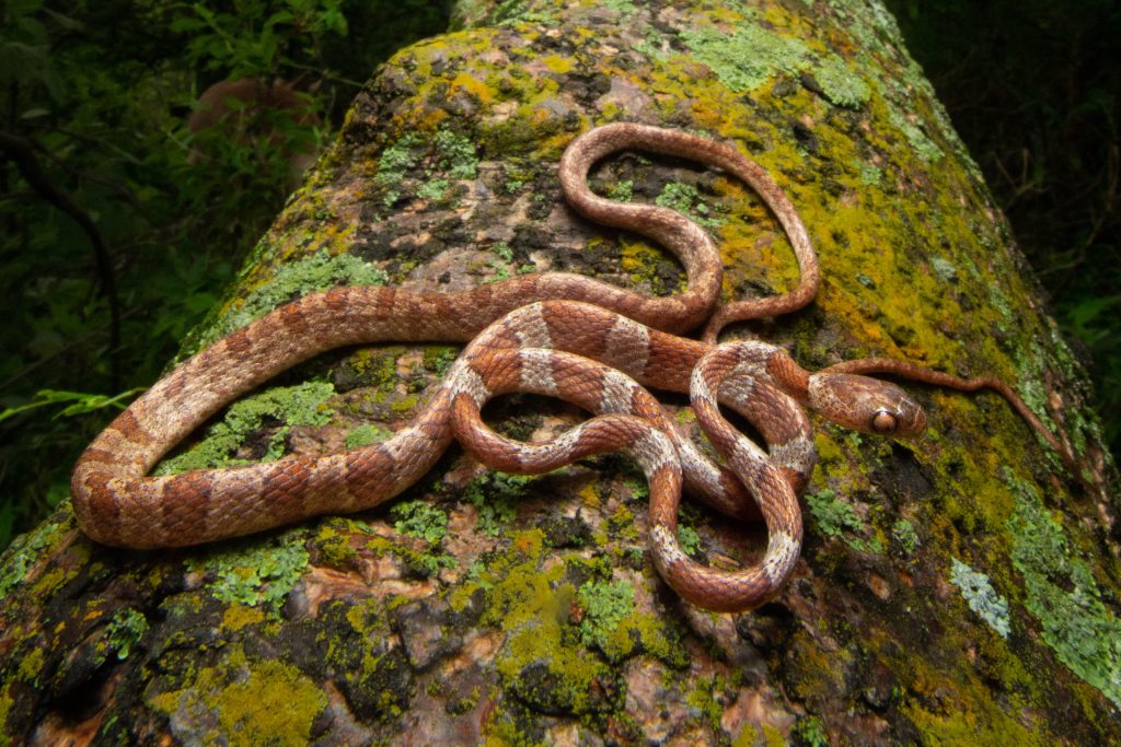 Cordelilla Centroaméricana