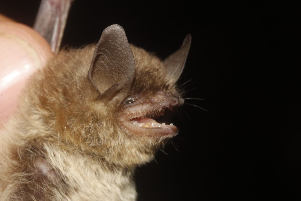 Myotis occultus