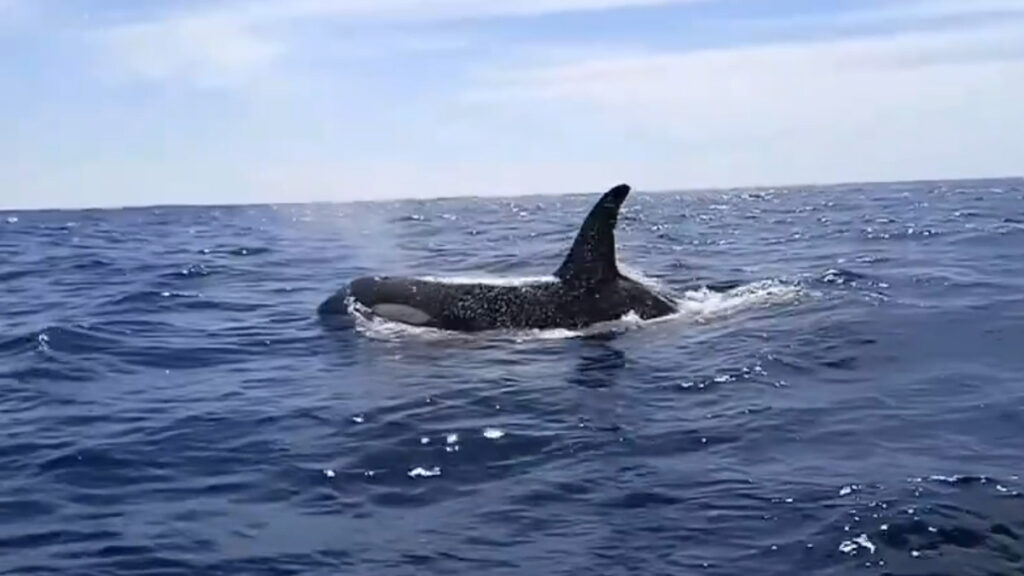 Orcas en México