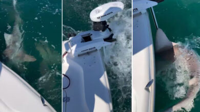 Ataque de tiburones en Florida