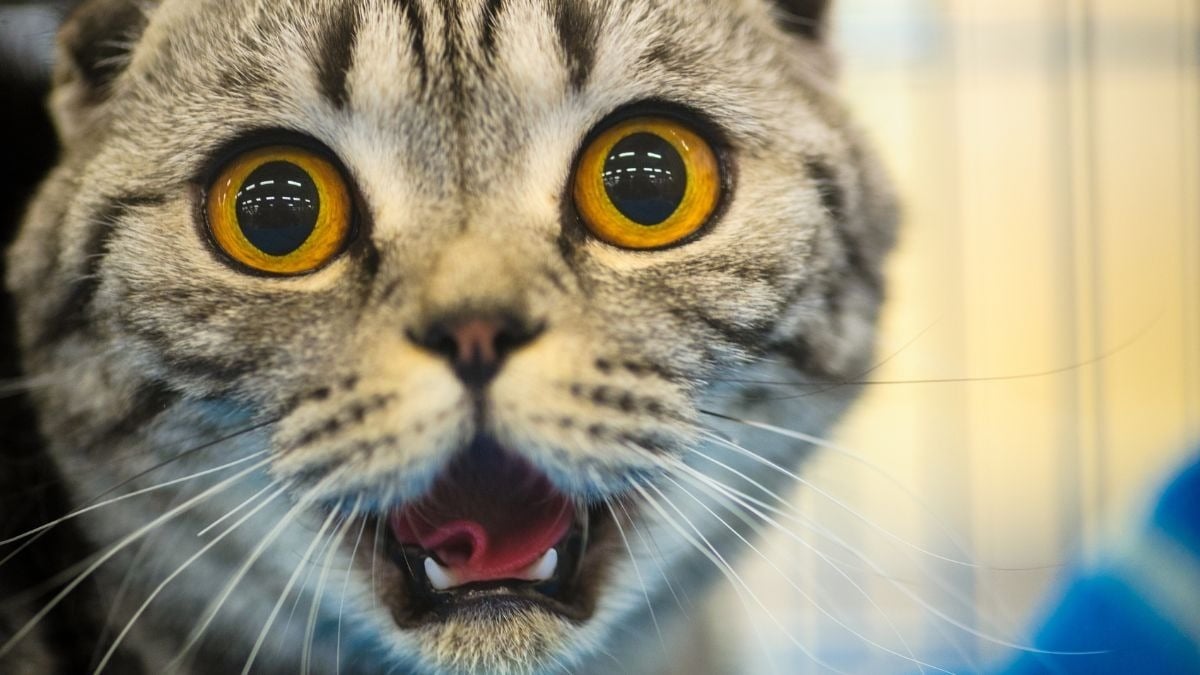 Descubren a mujer comiéndose un gato en Yucatán