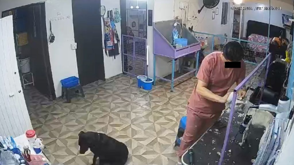 Empleado de estética animal en Villa Insurgentes golpea y mata a perro