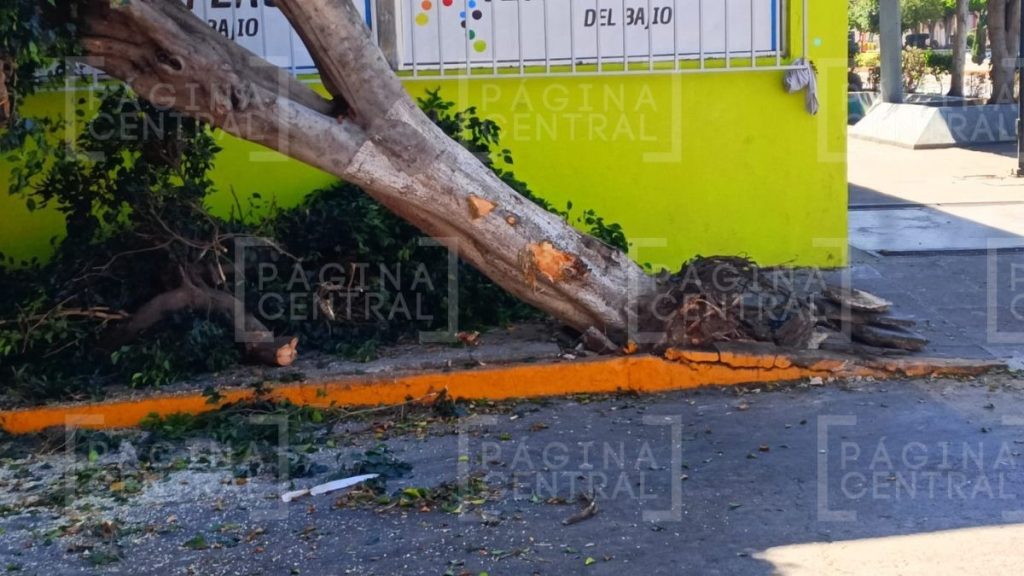 Zona Centro: Camión tumba árbol por esquivar a peatón