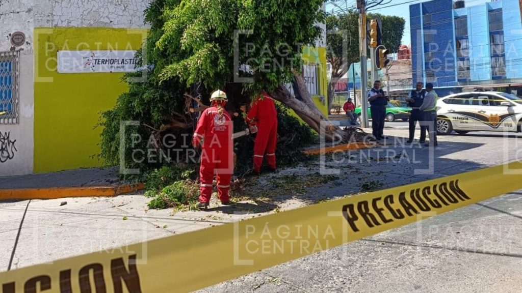Zona Centro: Camión tumba árbol por esquivar a peatón